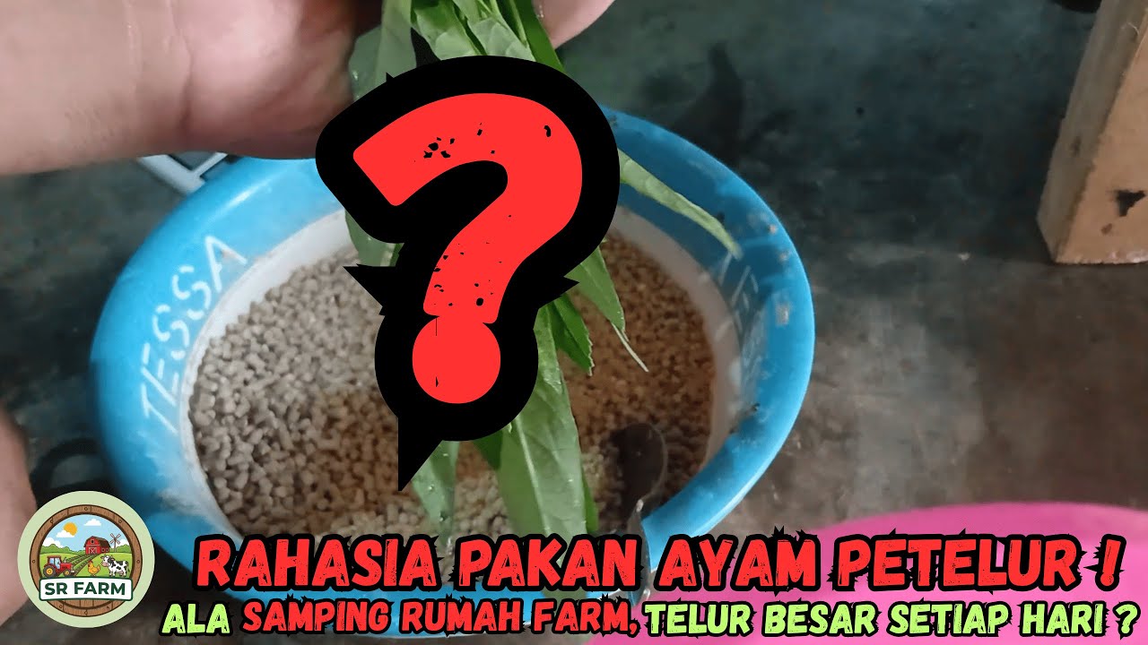 FORMULA RAHASIA? Pakan Ayam Petelur, bikin hemat biaya ?