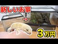 【3万円】レオパちゃん大豪邸にお引越し！ヒヨ大喜び！ヒョウモントカゲモドキ・トカゲ