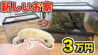 【3万円】レオパちゃん大豪邸にお引越し！ヒヨ大喜び！ヒョウモントカゲモドキ・トカゲ