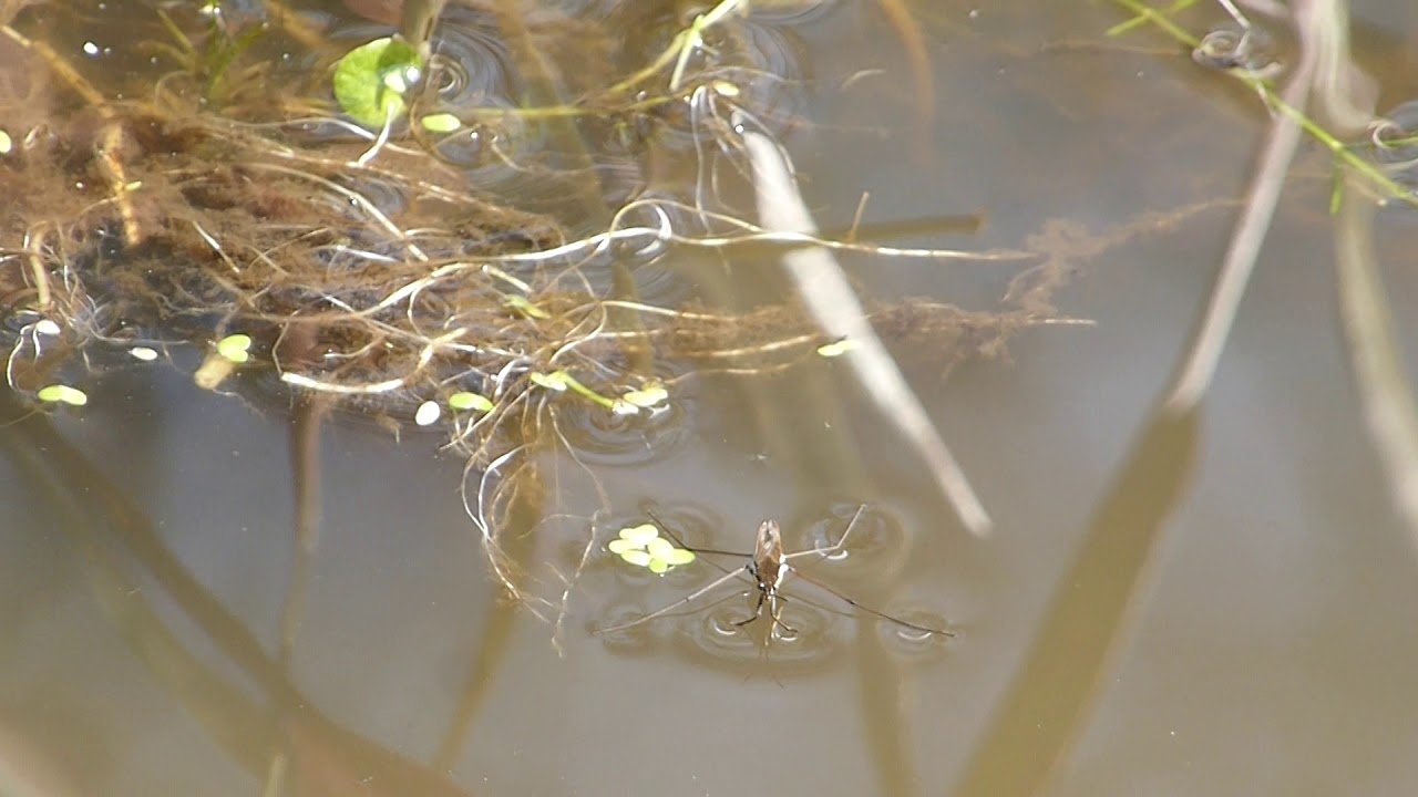 Pond Skater - Gerris lacustris - Vatnaskordýr - Ránflugur  - Skordýralíf - Vatnaskautari