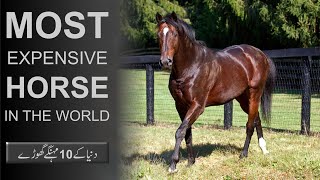 10 Most Expensive Horses In The World