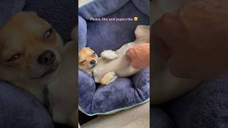 Tiny Chihuahua Loves Belly Rubs