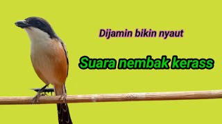 CENDET GACOR ‼️ NEMBAK SUARA KERAS DIJAMIN AMPUH BUAT MASTERAN ATAU PANCINGAN BURUNG ANDA✅✅✅💯