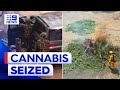 $11 million worth of cannabis seized by Victorian police | 9 News Australia