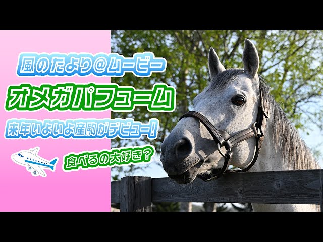 中川清　作　【駿馬】ブロンズ　共箱付き　馬好きのかたにおすすめ 風のたより】平安S勝ち馬 オメガパフューム - YouTube