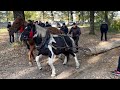 Змагання в Уличному, Другий Етап. Коні В Парі.Probe de Cai. Draft Horse Working🐴🐴🐴🔥🔥🔥