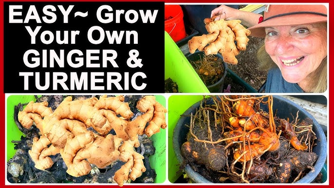 How to grow ginger with ginger from the store! 🫚🤩🌱 #ginger