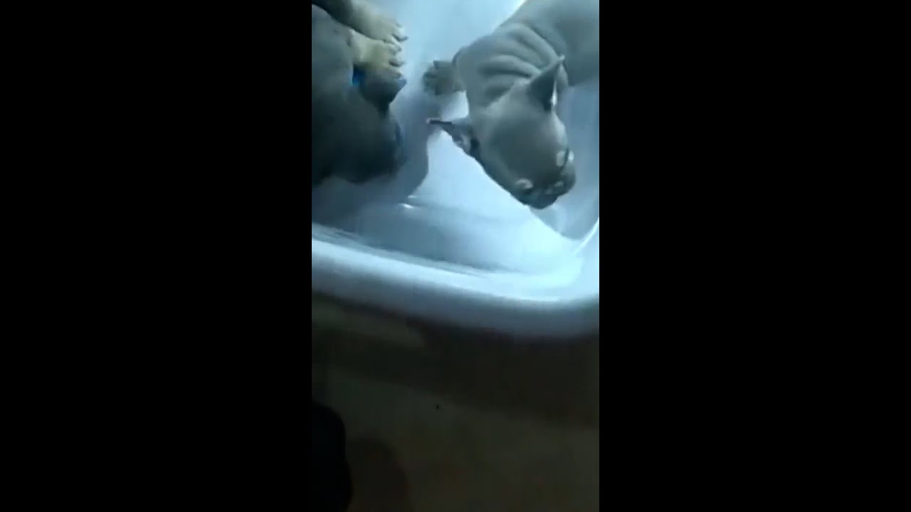 Officers rescue puppies from house fire in Florida Officers rescue puppies from house fire in Florida