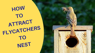 How to Attract Flycatchers to Nest 2022