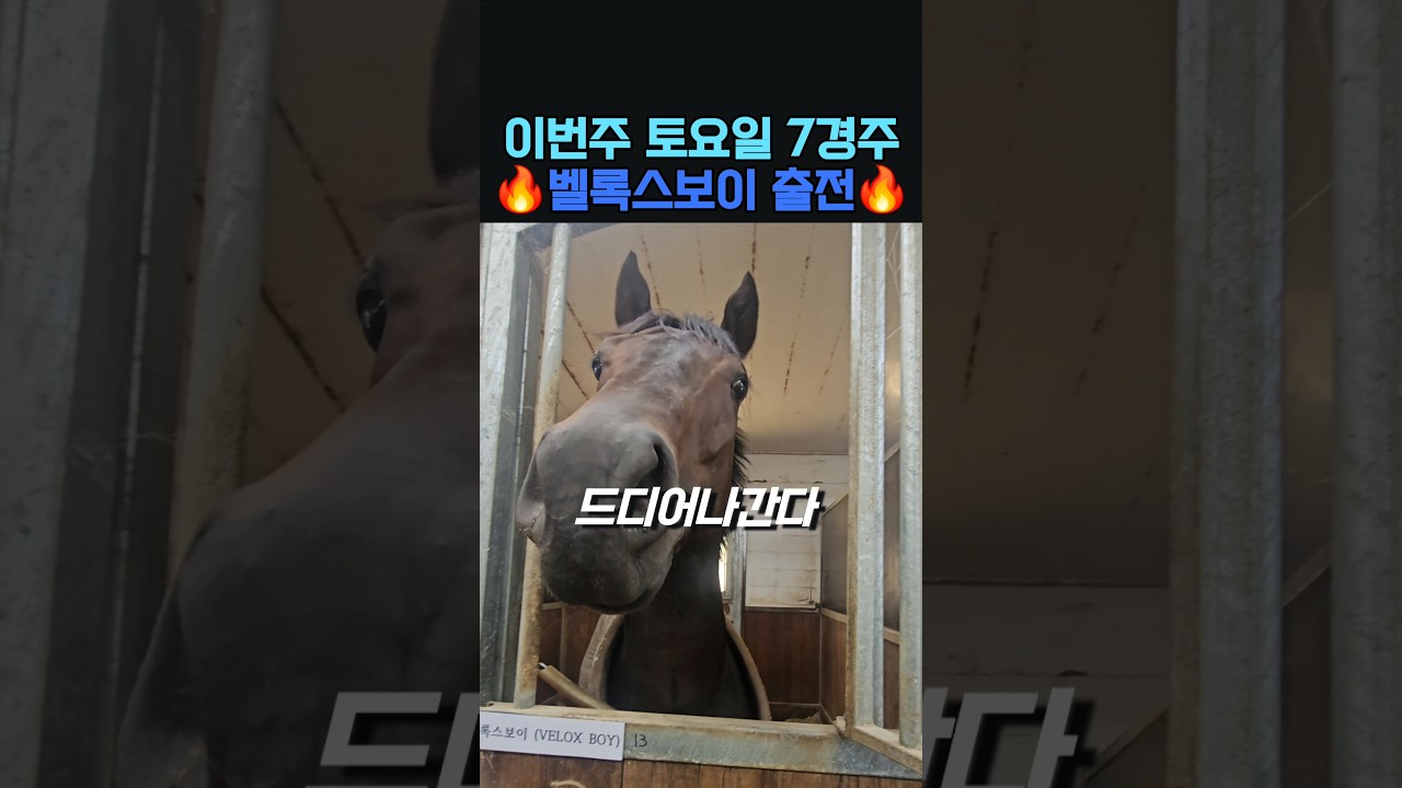 이번주 출전마 소개‼️ #벨록스보이 #토요서울7️⃣경주 #2️⃣번게이트