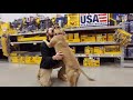 2yr Overly Protective Pitbull (Zeus) | Best Behavior Modification in Spokane WA 2yr Overly Protective Pitbull (Zeus) | Best Behavior Modification in Spokane WA