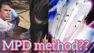 How we perform MPD surgery in cattle! | Stringhalt