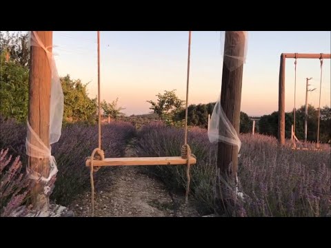 İzmir'in Buca ilçesindeki Lavanta Bahçesine Nasıl gidilir? Lavanta Kokulu Köyden Güzel Görüntüler