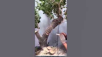 Bonsai Bending Tips #shorts