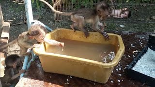 baby monkey bathing in a small bucket