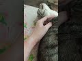 #cat #кот #котик #питомцы #кошкавдоме #кошка