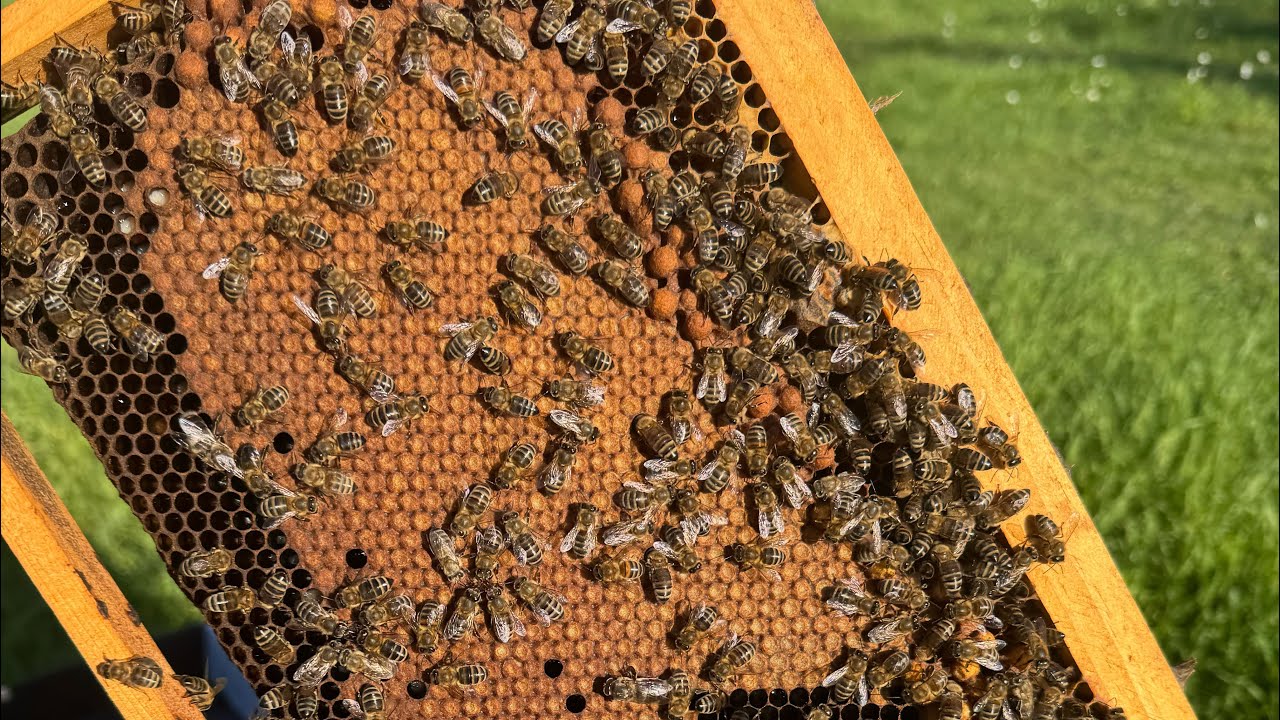 ΠΩΣ ΕΙΝΑΙ ΤΑ ΜΕΛΙΣΣΙΑ 🐝💪[25 Φεβρουαρίου 2026]