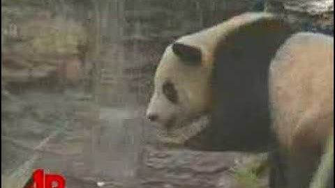 Earthquake Pandas Move Into New Home