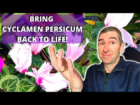 Video: Fertilizer Para sa Cyclamens - Alamin ang Tungkol sa Cyclamen Fertilizing Needs