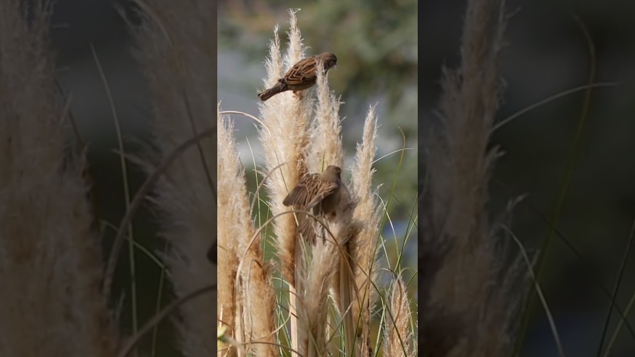 sparrows /// ZOO PAKISTAN