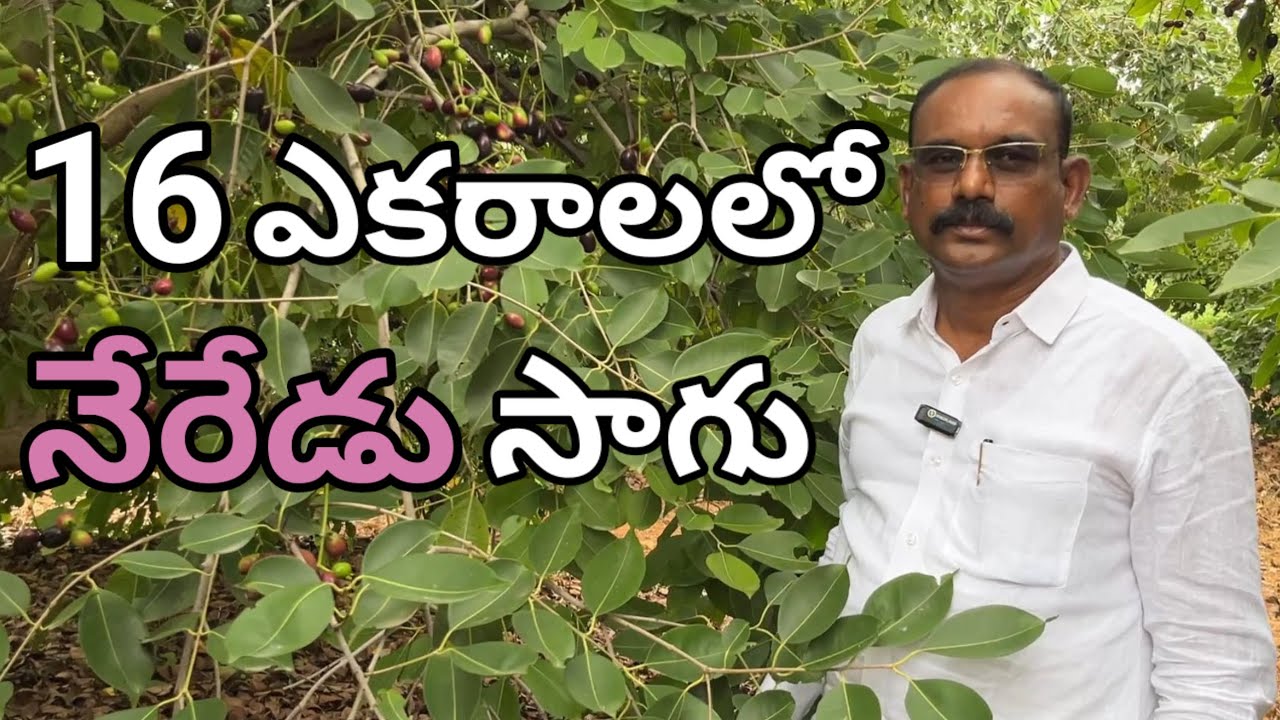 బహుడోలి రకం నేరేడు సాగు | Jamun Cultivation | Jamun Farming |