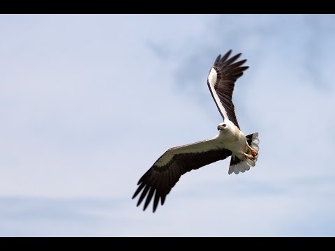 Видео: Белобрюхий орлан находится под угрозой исчезновения?