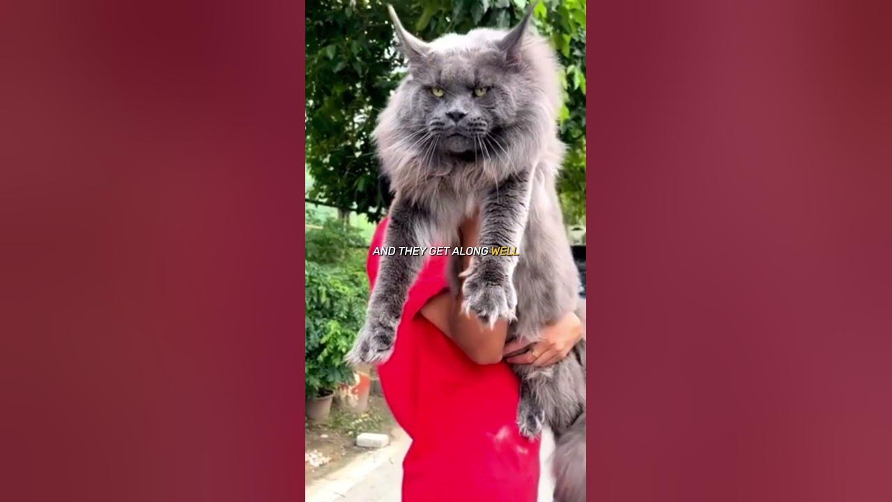 The FATTEST Cat Breed In The WORLD Maine Coon shorts YouTube the-fattest-cat-breed-in-the-world-maine-coon-shorts-youtube