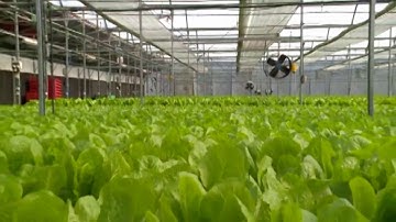 cara mudah dan menguntungkan menanam hidroponik