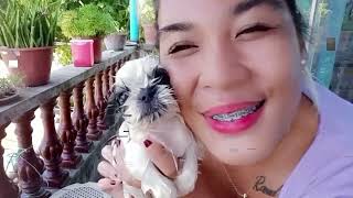 Paligo Ng Dogs, Punta Sa Dentist & Punta Sa Vet Julia Evangeline Unite
