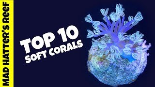 Top 10 Soft Corals for a Reef Tank screenshot 4