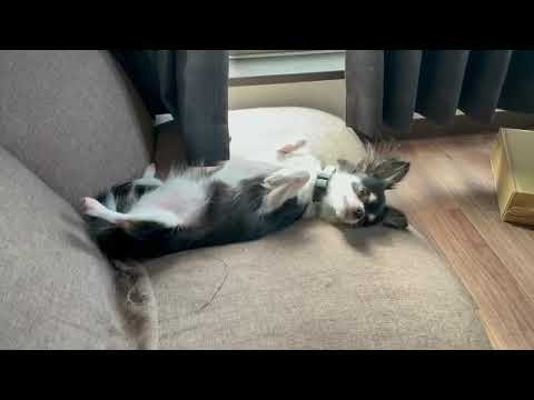 チワワ イタズラがバレた犬の表情 Youtube