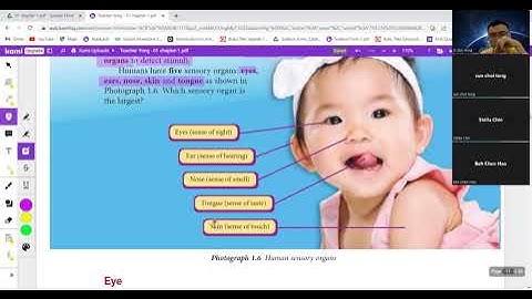 Form 3 KSSM Chapter 1.2 华语解释人类的刺激和反应(Stimuli and Responses in Human) (pg11-16)