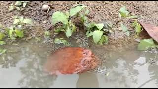 Download Lagu Mencari telur kodok sawah untuk di ternak MP3 Download Lagu Mencari telur kodok sawah untuk di ternak MP3
