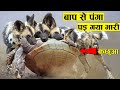 गलत दुश्मन से पंगा पड़ गया भारी ।। When animals messed with wrong enemy (Part-7)