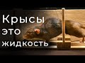 В НАСКОЛЬКО МАЛЕНЬКОЕ ОТВЕРСТИЕ СМОЖЕТ ПРОЛЕЗТЬ КРЫСА?