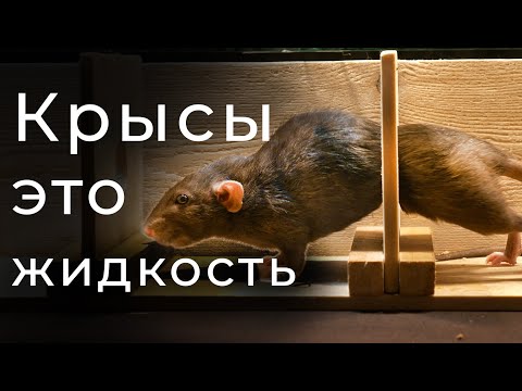 Видео: Как выявить симптомы болезни Лайма у собак