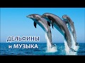 Дельфины и музыка / М. Казиник в Совете Федерации