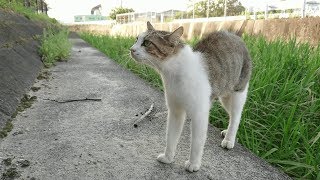 母猫の怒り！我が子を守るため犬に全力で立ち向かう白サバ猫
