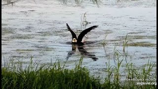 Mississippi River Flyway Cam. Bald Eagle catch a duck, drags it to land - explore.org 07-05-2021