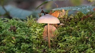 Herfstpaddenstoelen Langs De Mookerheide