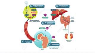 human physiology - cellular elements of the blood (rbc / الفسلجة البشرية - المكونات الخلوية للدم