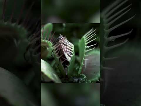 Видео: Съест ли Венерина мухоловка человека?