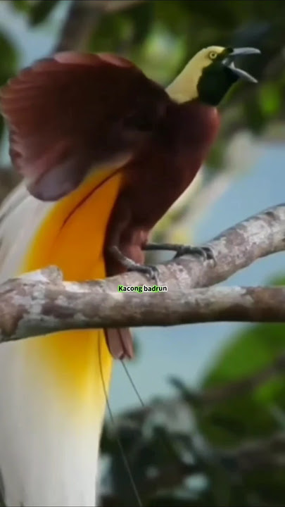 Suara burung cantik termahal bagus di lihat enak di dengar #sounds #birds #stunning #beautiful