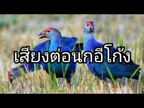 เสียงต่อนกอีโก้ง นกอีโก้ง