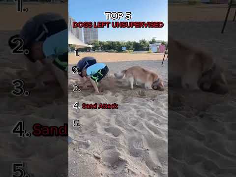 Top 5 Dogs Left Unsupervised 😂 #Shorts