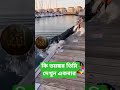 dangerous dolphin #cat #catcutec at cuteanima #ধাঁধাpoin #kitten