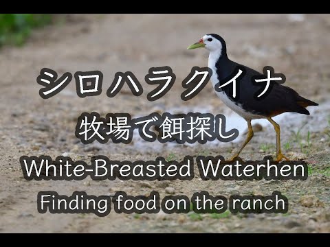 シロハラクイナ 牧場で餌探し中 White Breasted Waterhen Finding food on the ranch 4K 石垣島野鳥撮影＆野鳥観察