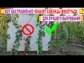 🍇Ошибка! Даже не ПЫТАЙСЯ так проводить ЧЕКАНКУ САЖЕНЦЕВ ВИНОГРАДА осенью для ЛУЧШЕГО ВЫЗРЕВАНИЯ.