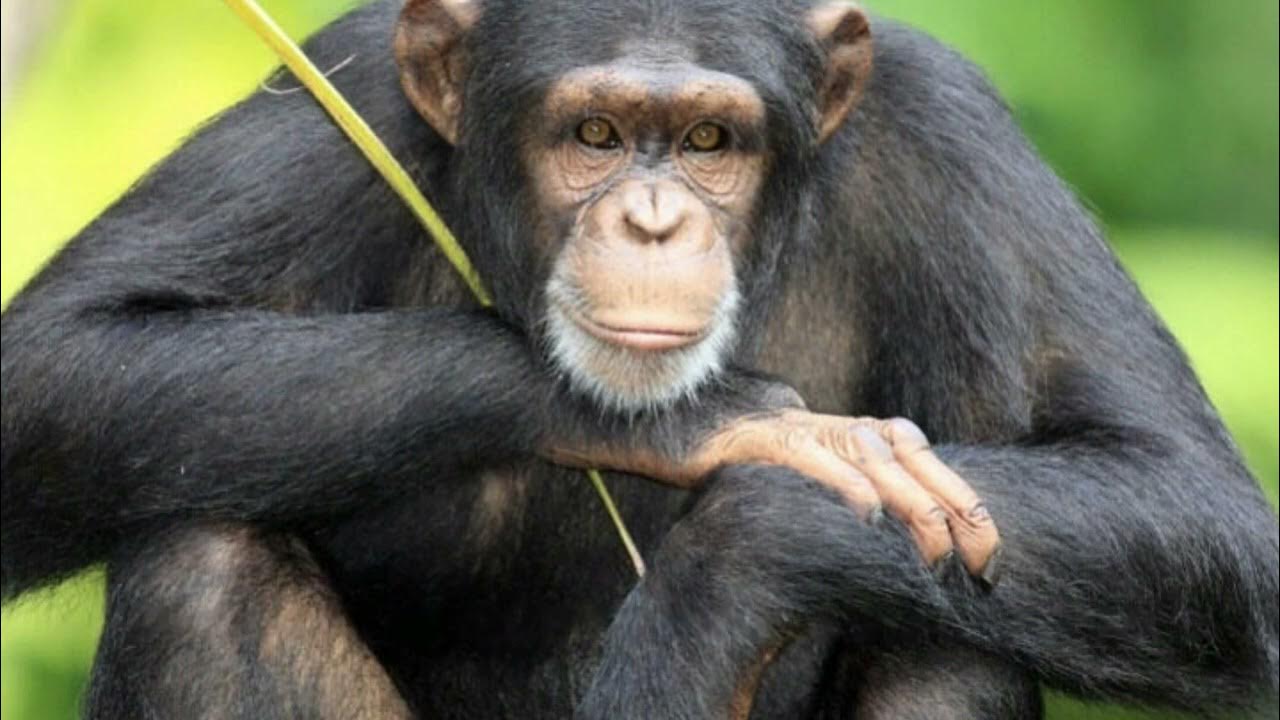 шимпанзе pan troglodytes. сниться обезьяна женщине. к чему снится обезьянка. добрая обезьянка. сонник обезьянка.