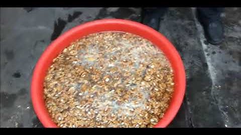 How to peel the skin of walnut from automatic walnut skin kernel removing peeling machine